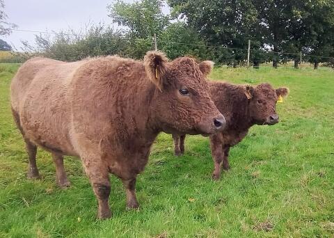 Galloway aus Bio-Betrieb, Kuh, Kalb, Färse, Rind