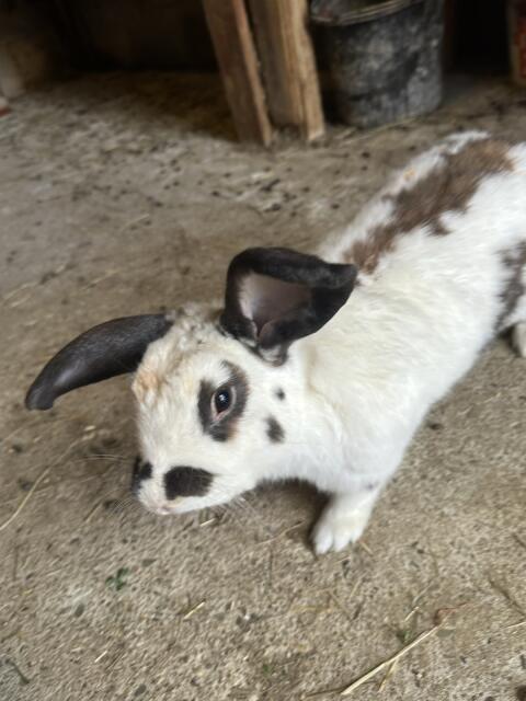 Hase, männlich