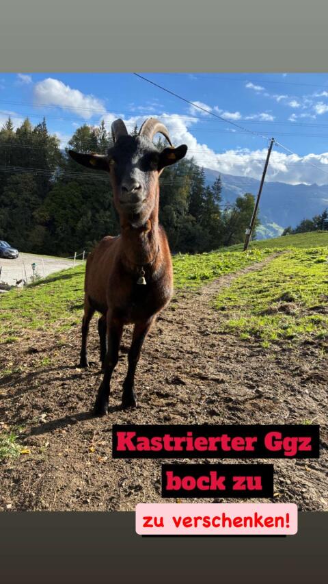 Ggz-Bock