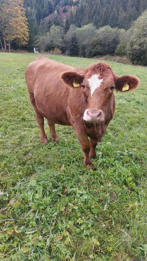 Fleckvieh/Limousin Kreuzungskalbin