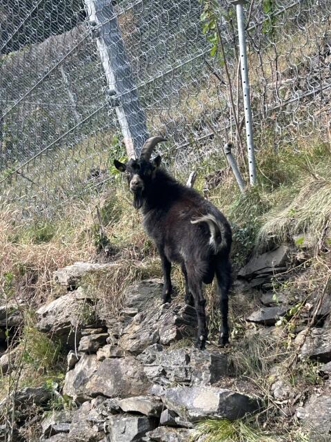 Blobe Bock und Ziegen
