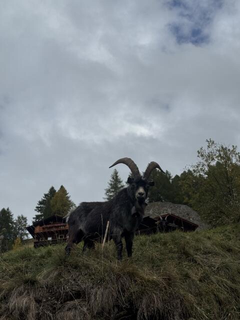 Blobe Bock