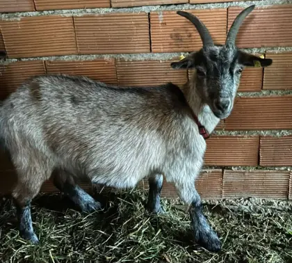 Zwergziege weiblich