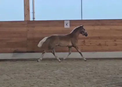 Haflinger Stutfohlen