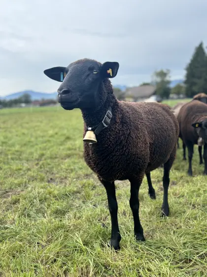 Jura-Schafe zu verkaufen
