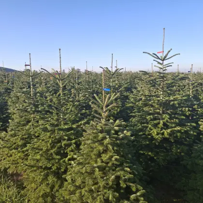 Christbäume, Nordmanntannen
