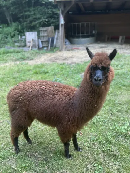 Alpaka