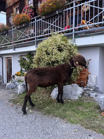 Braunes Bergschaf HB Widder