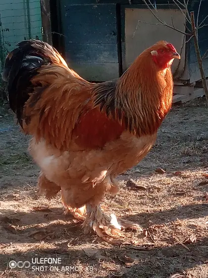 Suche: Brahma-Hahn GBC oder GSC