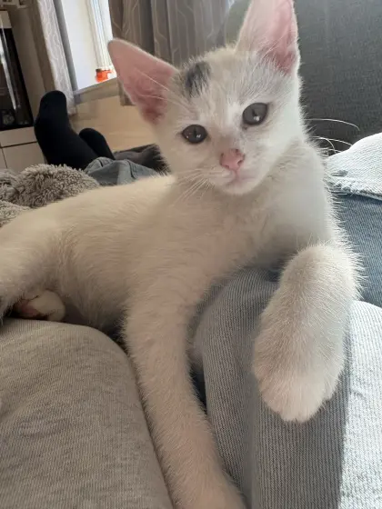 Katzenbabys