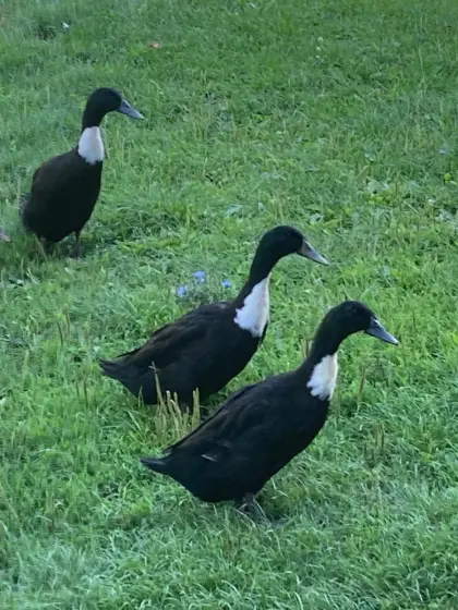 Enten