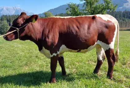 Pinzgauer Kalbin trächtig