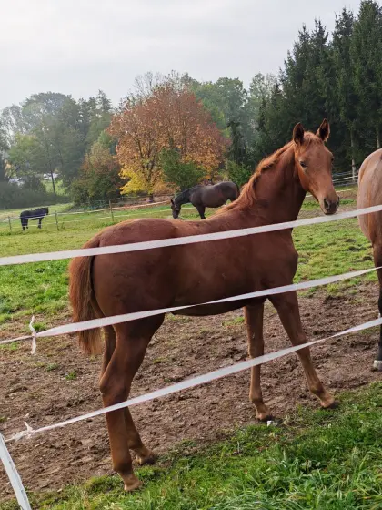 Warmblutstutfohlen, Monique, zu verkaufen