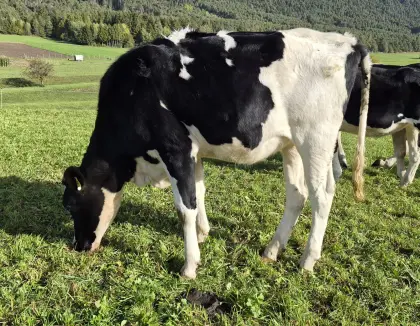 2 Holstein-Jungkalbinnen zu verkaufen