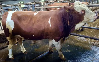 Zuchtstier Deckbulle Fleckvieh Stier