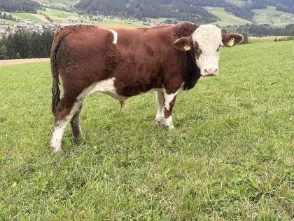 Bio-Jungstier