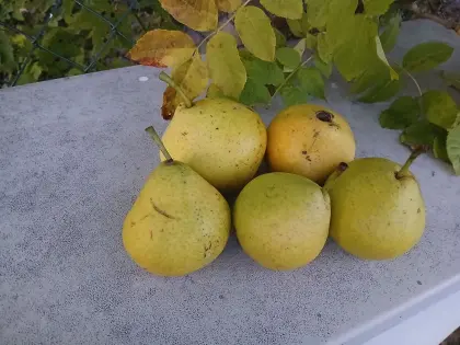 Verkaufe Speckbirnen