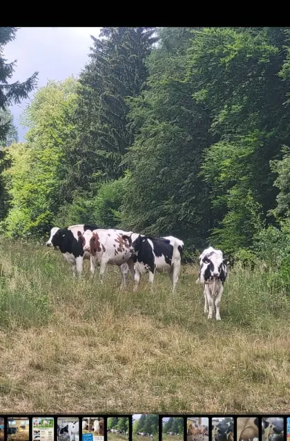 HF/RF Kalbinnen