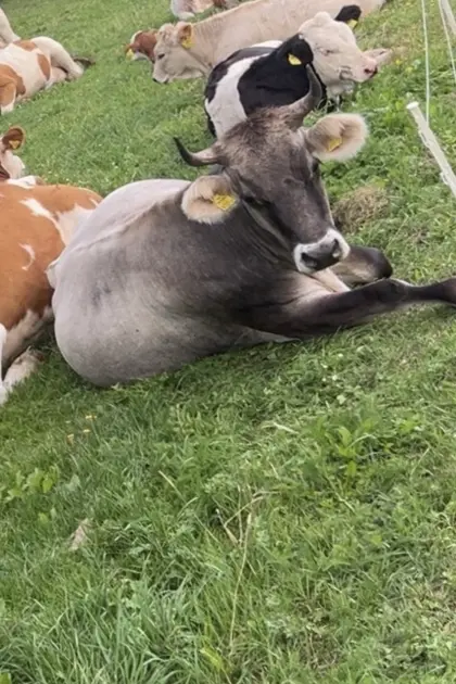 Tiroler Grauvieh Mutterkuh