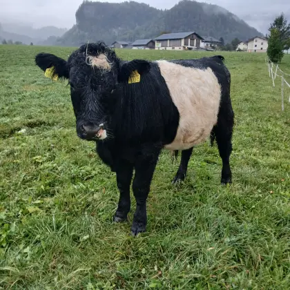 Stier Galloway-Mix