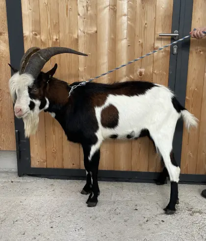 Tauernscheckenbock