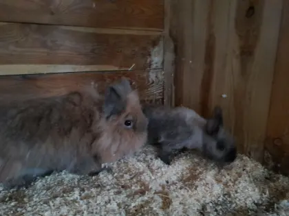 Zwergkaninchen