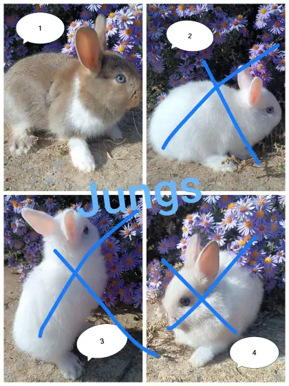 Zwergkaninchen