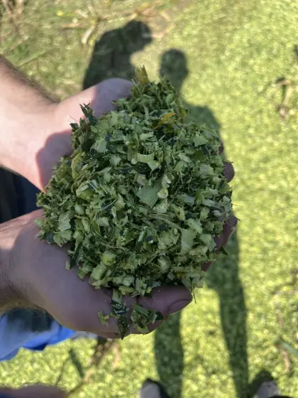 Maissilageballen