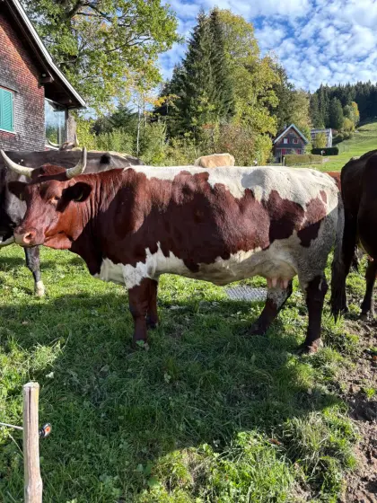 Original Pinzgauer Kuh zu verkaufen
