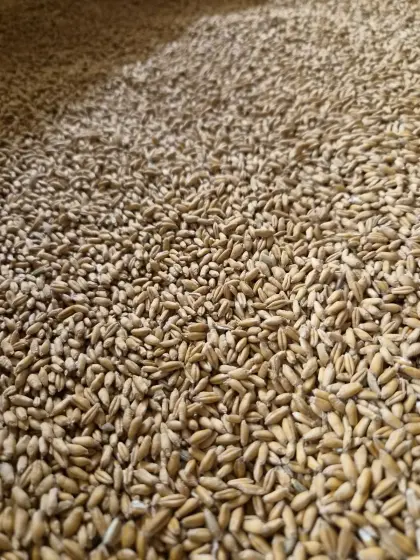 Triticale