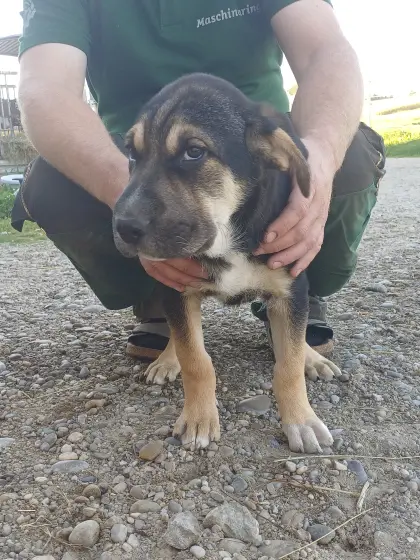 Border-Collie-Schäfer-Mix-Welpen