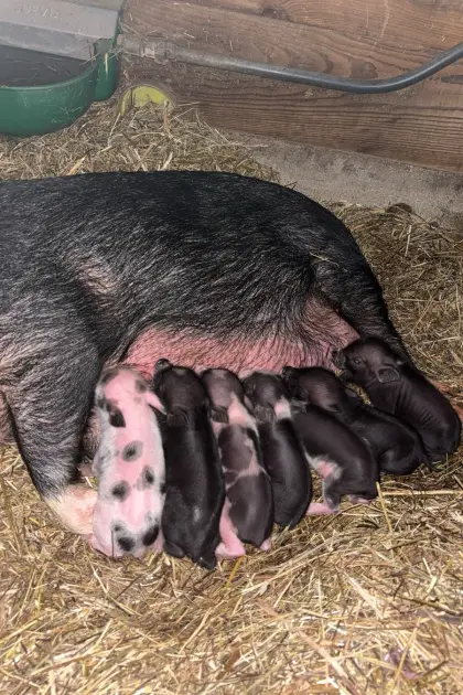Minischweine