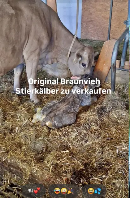 Original Braunvieh-Stiere