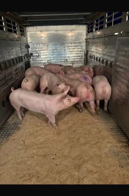 Suche Mastschweine, Zuchten