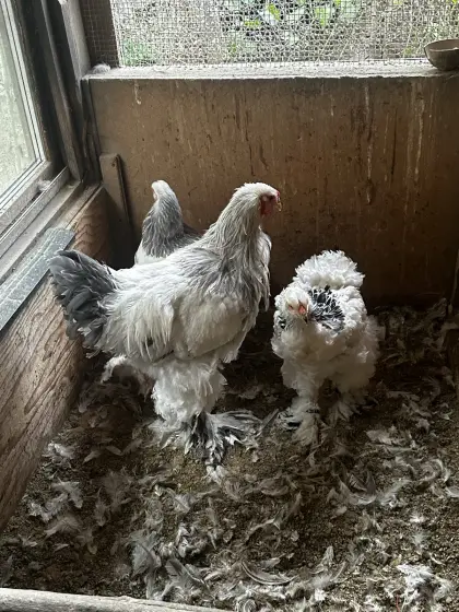 Brahma WBC und WSC