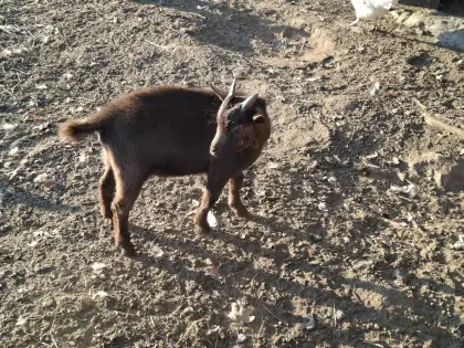 Zwergziegenbock