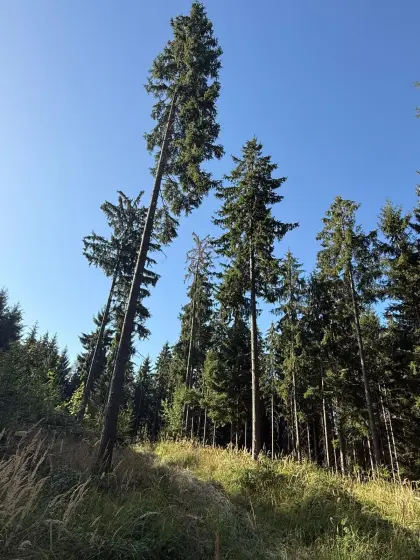 Verkaufe Wald in Gr. Siegharts