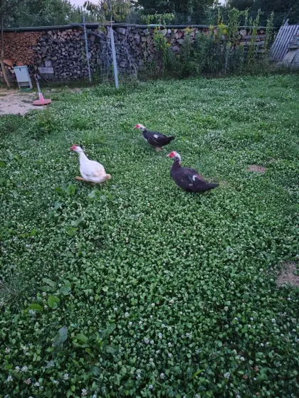 Enten