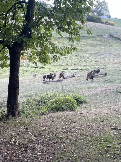 Muffelwild, Widder, Schafe, Lämmer