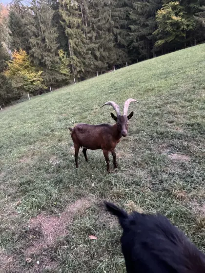 Aosta-Ziege trächtig