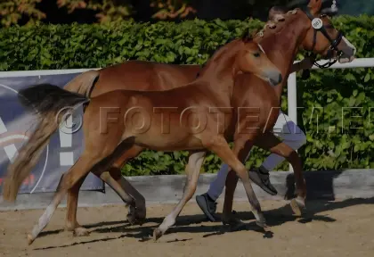 Reitpony Stutfohlen