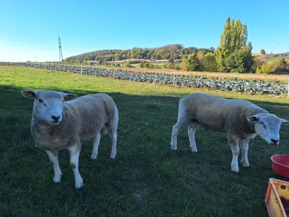 Texel-Bock, Widder, Jungschafe
