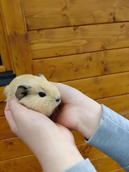 California-Meerschweinchen