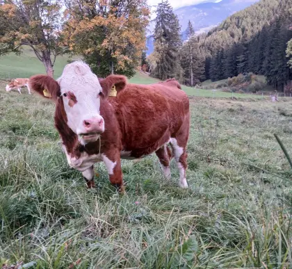 Trächtige Kalbin zu verkaufen