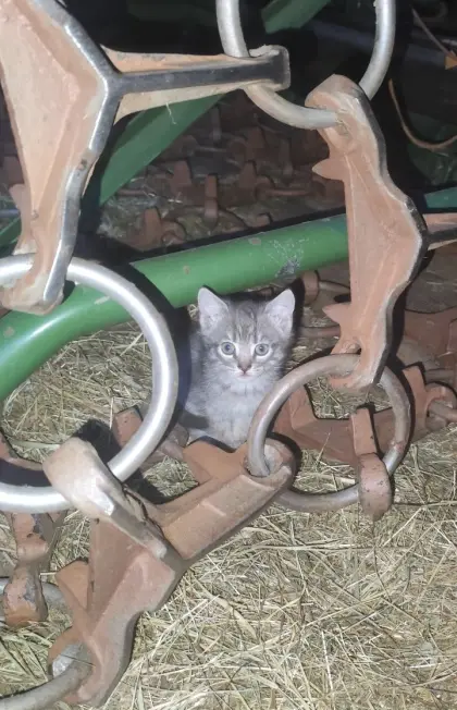 Katzen