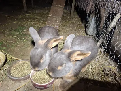 Lohkaninchen fehfarben