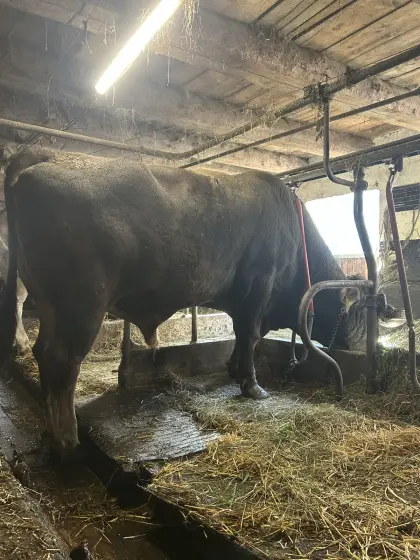Brown Swiss Stier