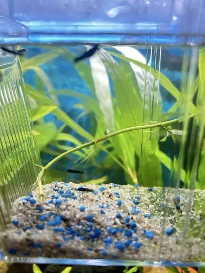 Black Molly Nachwuchs 8 Stk.