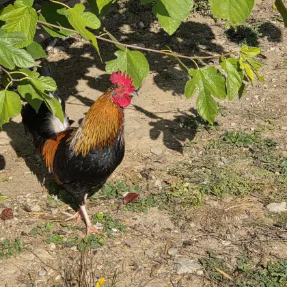 Zwerghahn