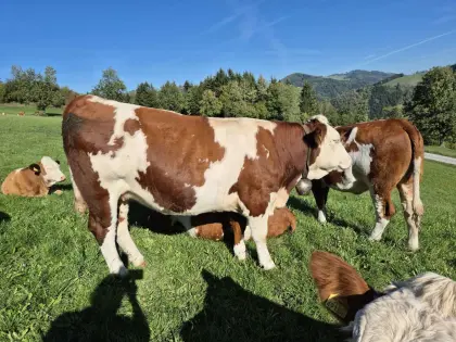 Verkaufe hochträchtige Bio-Zuchtkalbinnen Fleckvieh